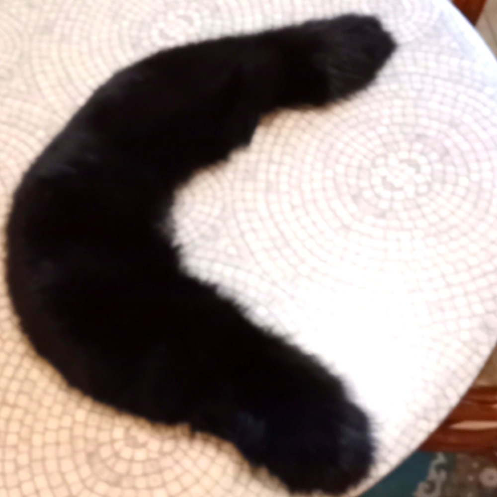 Black Fox Stole